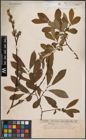 Foto von Salix cinerea L.